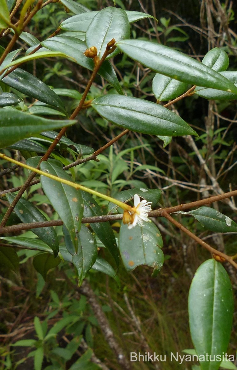 Symplocos diversifolia